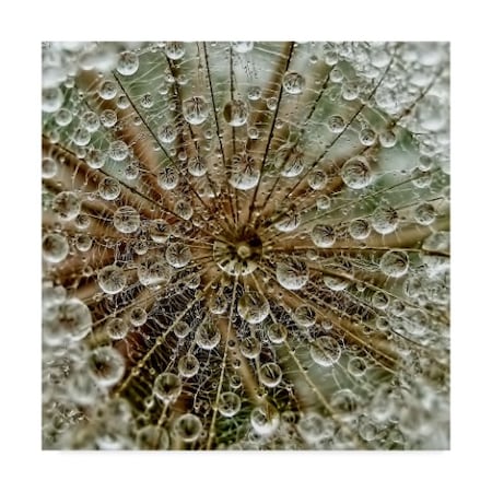 Trademark Fine Art Tanya Markova 'Droplets On Dandelion' Canvas Art, 35x35 1X07442-C3535GG